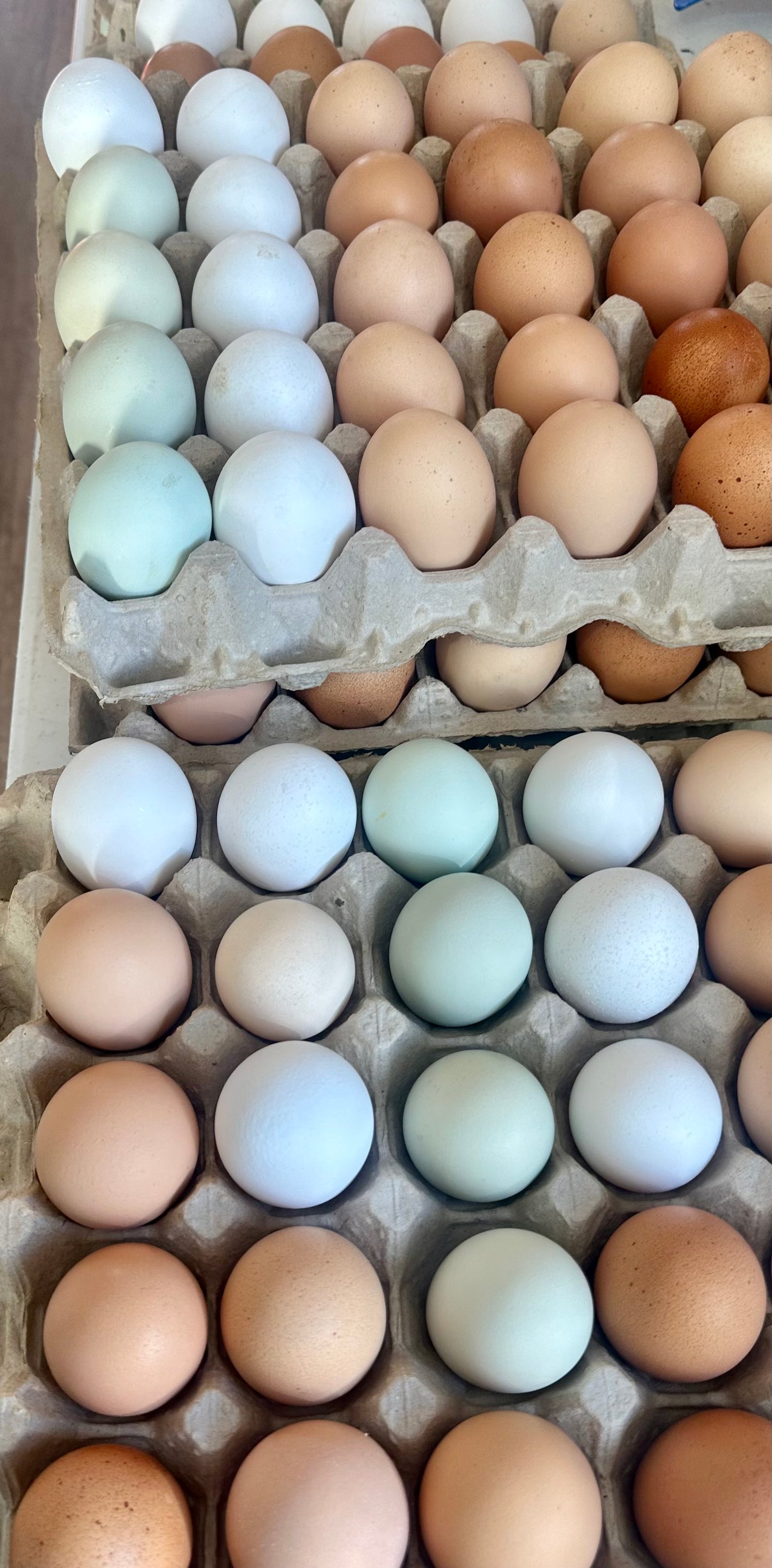Chicken Eggs