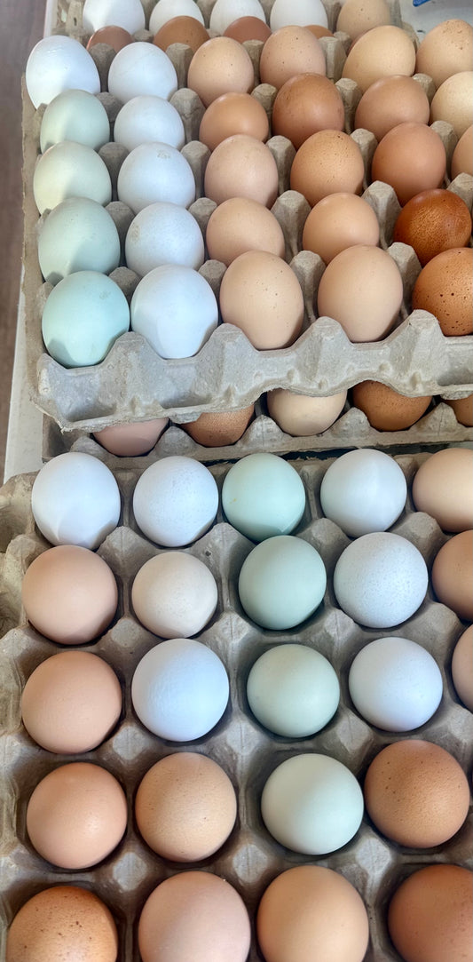 Chicken Eggs